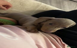 Miniature Dachshund dogs for sale: Isabella & tan Miniature dachshund  - Image 9