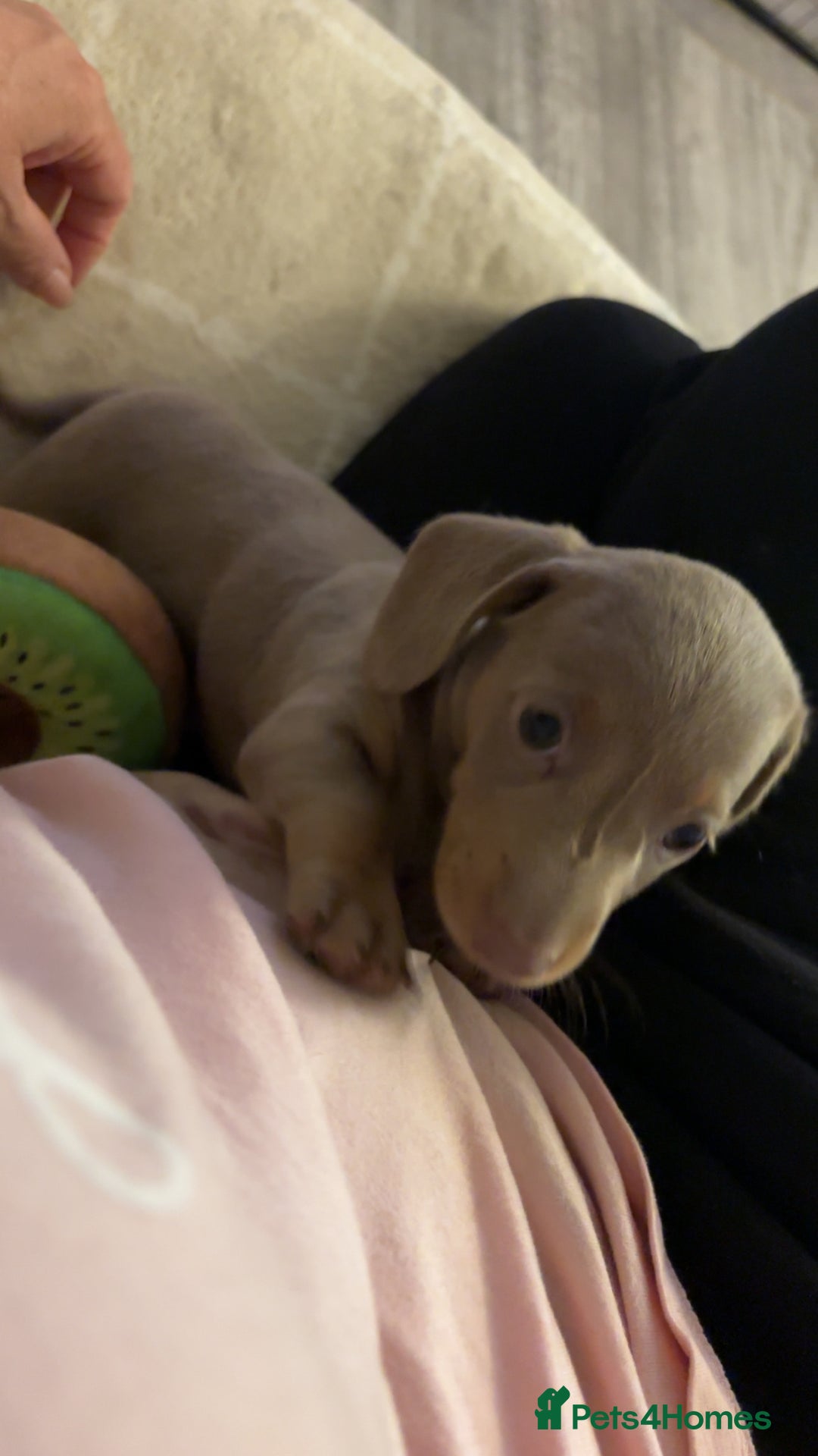 Miniature Dachshund dogs for sale: Isabella & tan Miniature dachshund  - Image 9