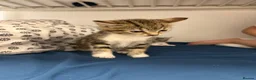 Bengal cats for sale: Gorgeous Bengals - Advert 4
