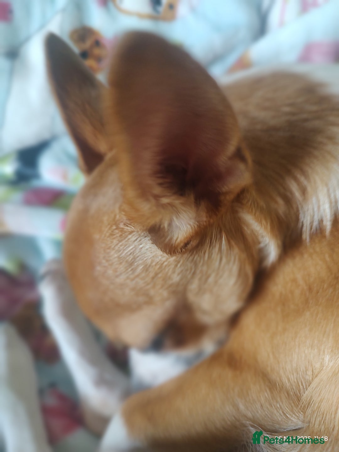 Chihuahua dogs for sale: Adorable Loving hand reared ready now Chihuahuas - Advert 4