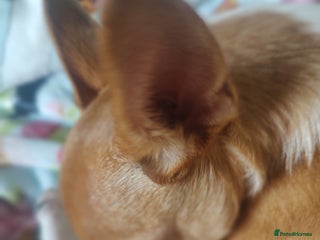 Chihuahua dogs Adorable Loving hand reared ready now Chihuahuas - Advert 11