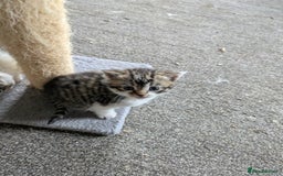 Mixed Breed cats for sale: 6 Adorable Kittens, Great Present! - Advert 6