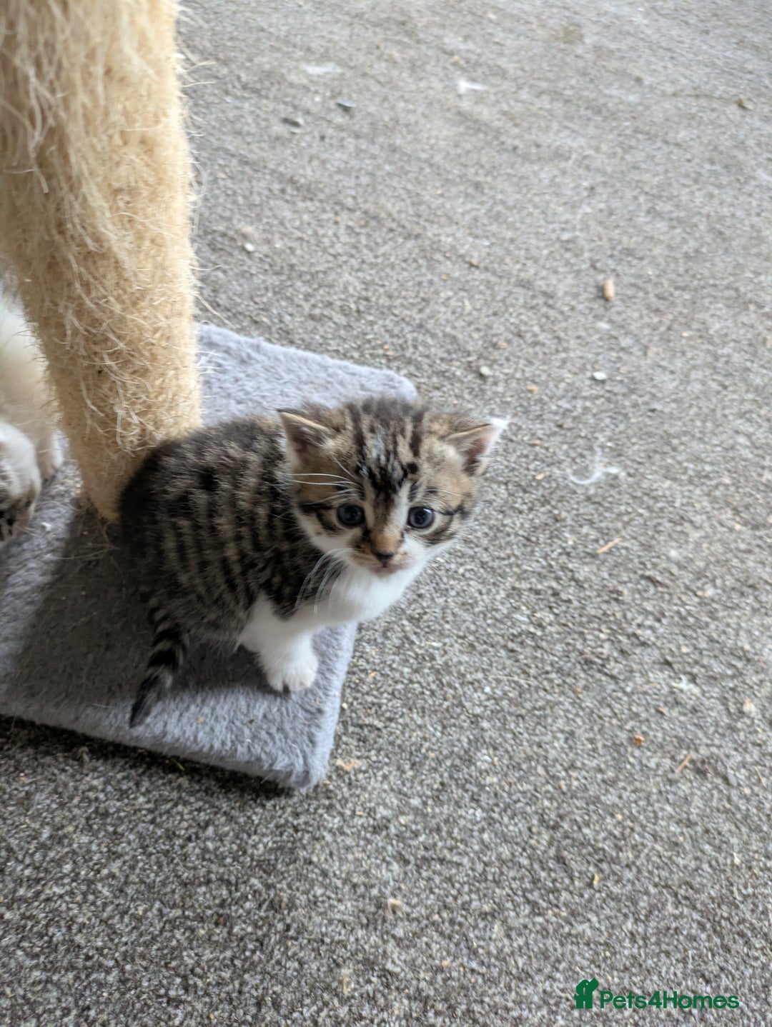 Mixed Breed cats for sale: 6 Adorable Kittens, Great Present! - Advert 6