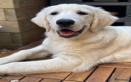 Golden Retriever dogs for stud: KC English Cream Golden Retriever Stud - Image 5