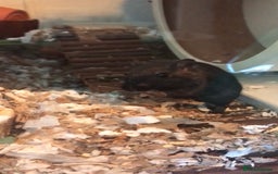 Gerbil rodents for sale: 2 female gerbils - Image 6