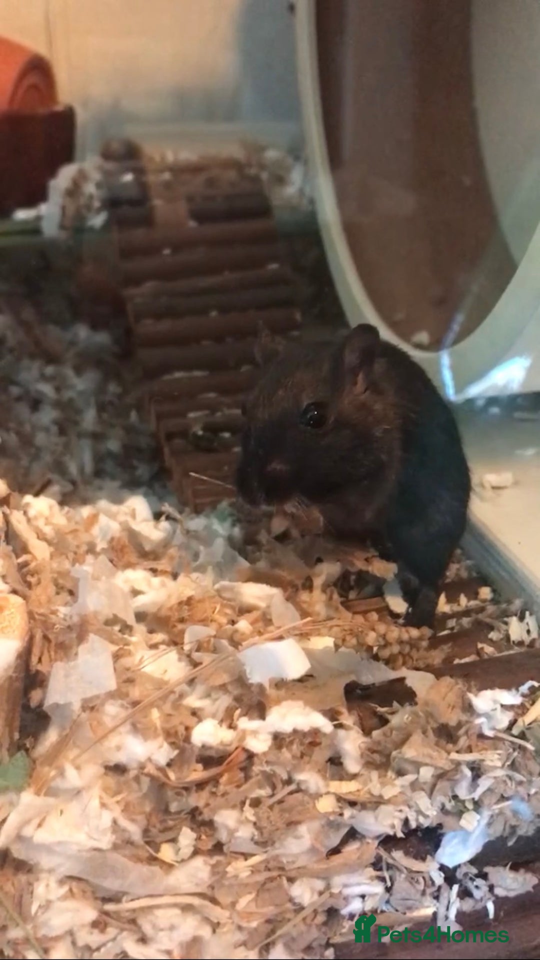 Gerbil rodents for sale: 2 female gerbils - Image 6