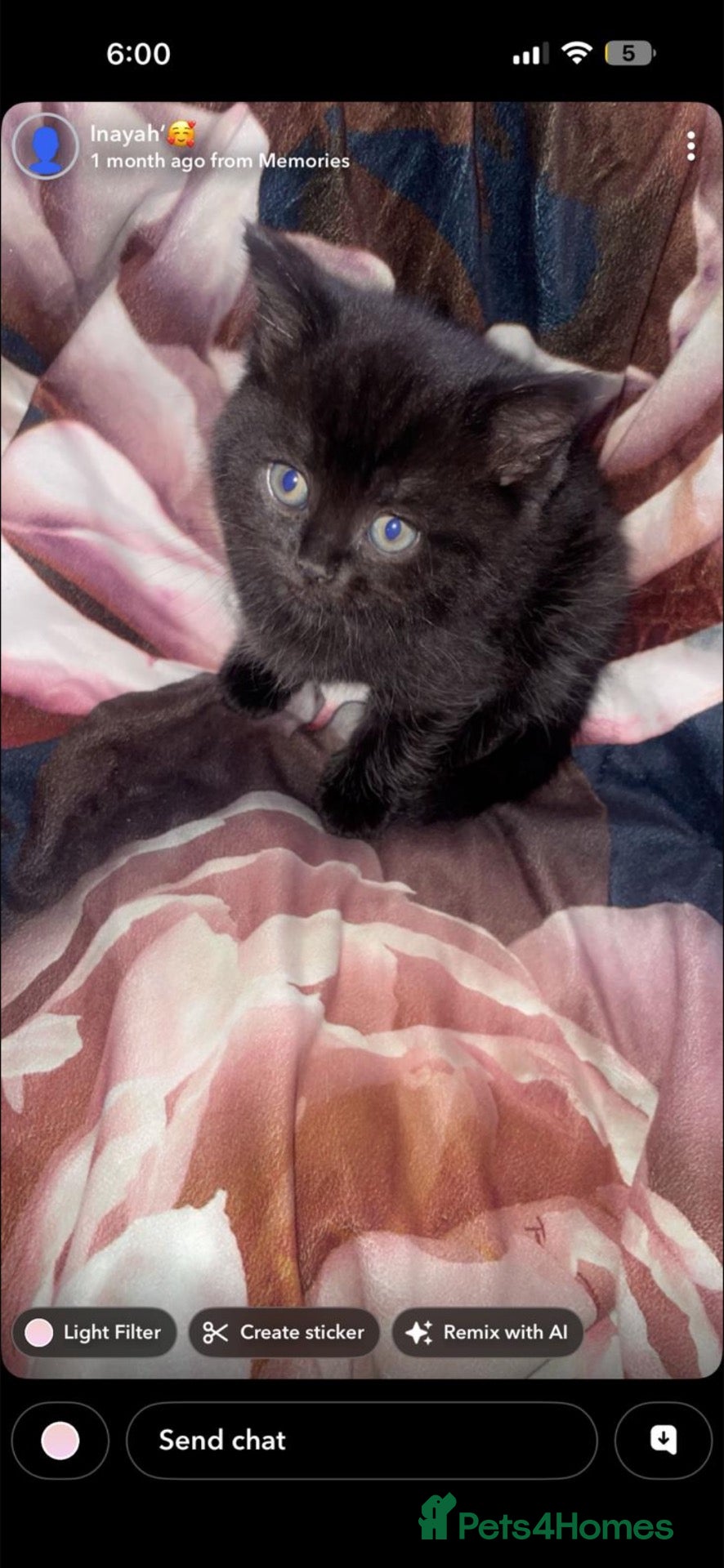 British Shorthair cats 3 Beautiful Kittens Looking for Forever Homes - Advert 3
