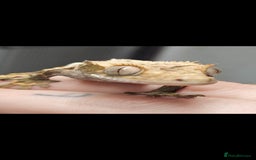 Gecko reptiles for sale: Crested gecko  - Image 1