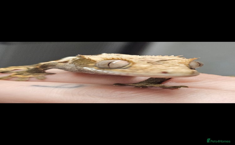 Gecko reptiles - Advert 10