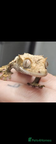 Gecko reptiles - Advert 10