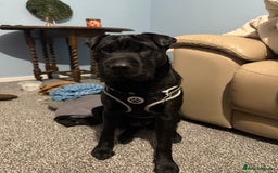 Shar Pei dogs for sale: shar pei - Image 3