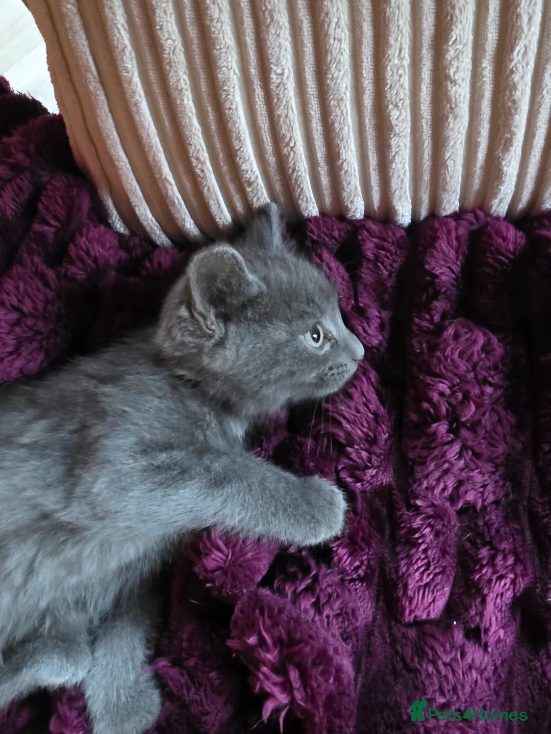 Mixed Breed cats for sale: Gorgeous Grey boy needing a loving family - Advert 1