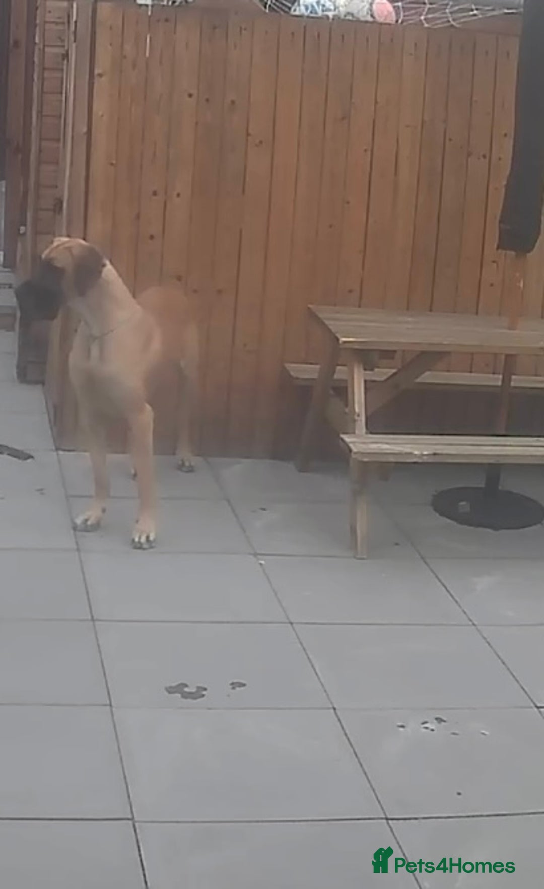 Great Dane dogs for sale: KC Reg Great Dane Female  - Image 13