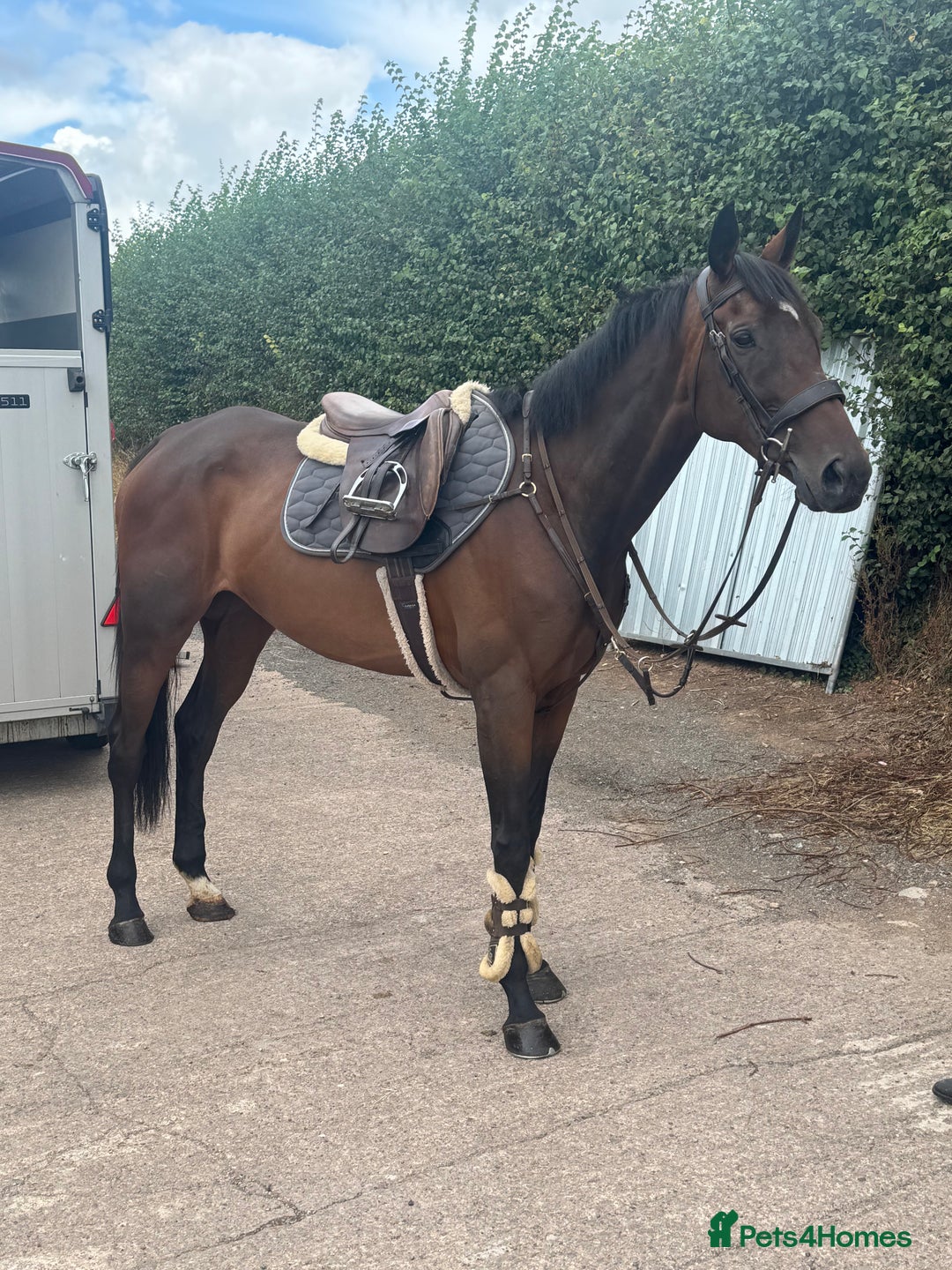 English Thoroughbred horses for sale: Fifty shades of Bay - What a horse  - Image 7
