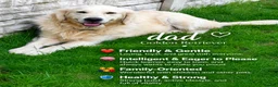 Goldendoodle dogs for sale: Beautiful F1 Goldendoodle Puppies  - Advert 3