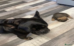French Bulldog dogs for sale: 2 male French bulldog puppies for sale  - Image 8