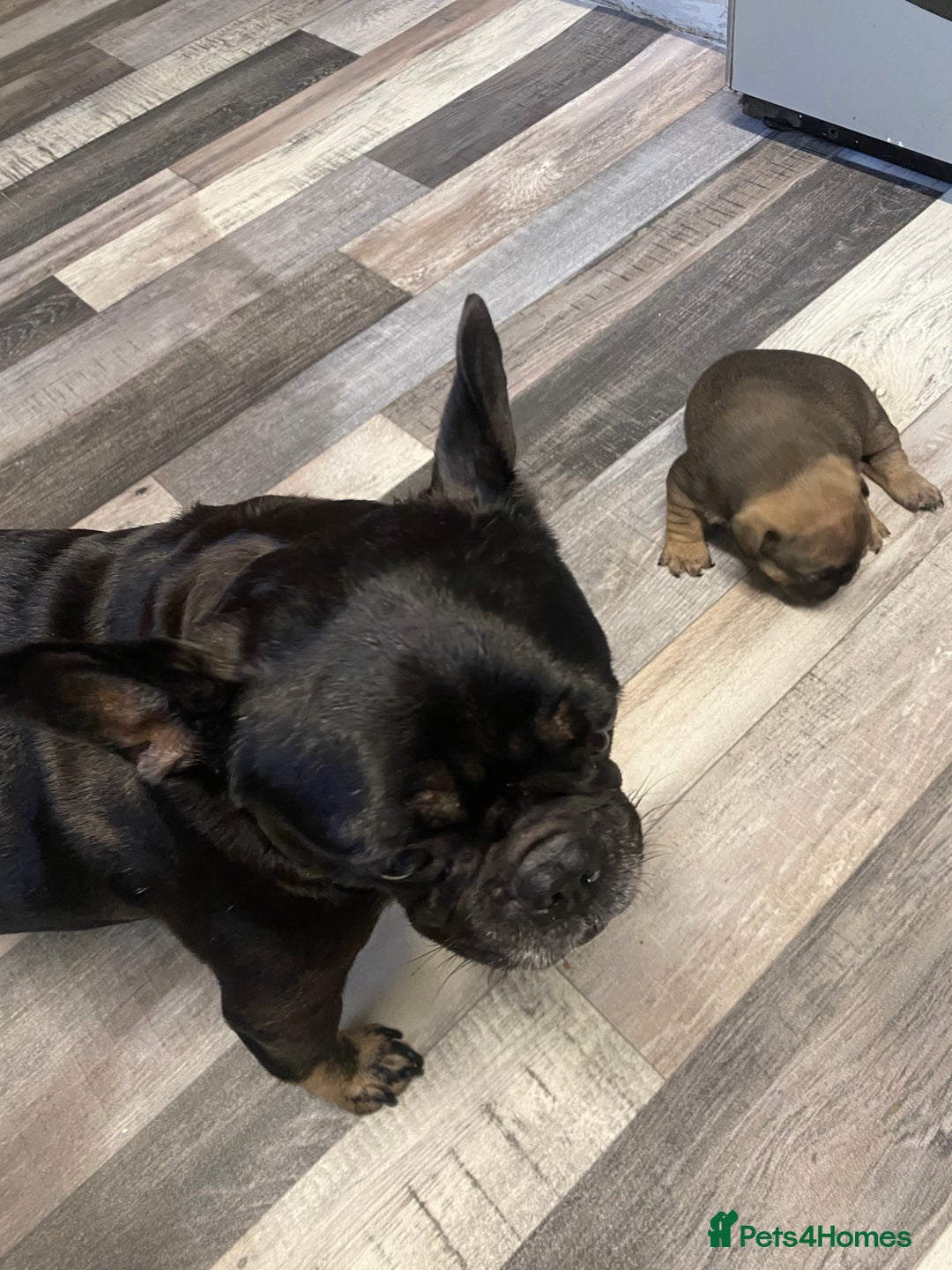 French Bulldog dogs for sale: 2 male French bulldog puppies for sale  - Image 8