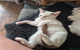 Mixed Breed cats for sale: Adorable Pedigree kitten - GCCF - REDUCED PRICE - Image 6