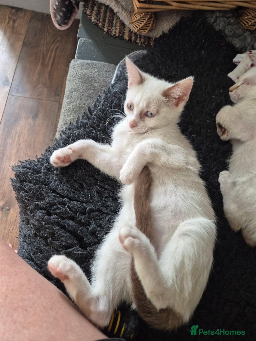 Mixed Breed cats for sale: Adorable Pedigree kitten - GCCF - REDUCED PRICE - Image 6