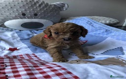 Cavapoo dogs for sale: Beautiful F1 Cavapoo puppies  - Image 11