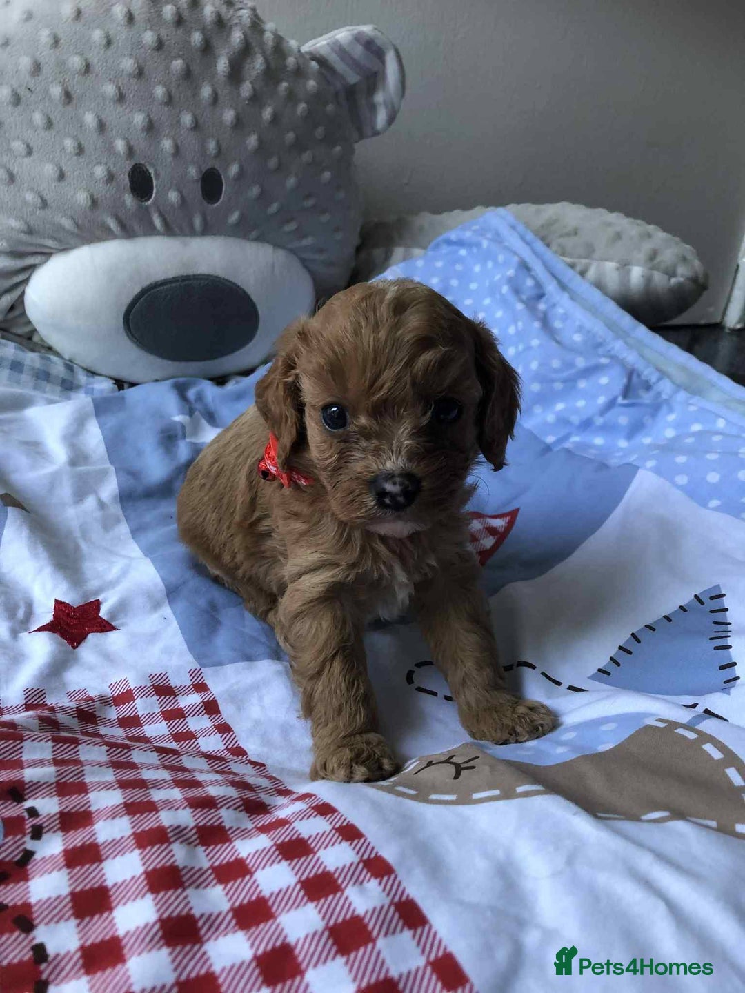 Cavapoo dogs for sale: Beautiful F1 Cavapoo puppies  - Image 11