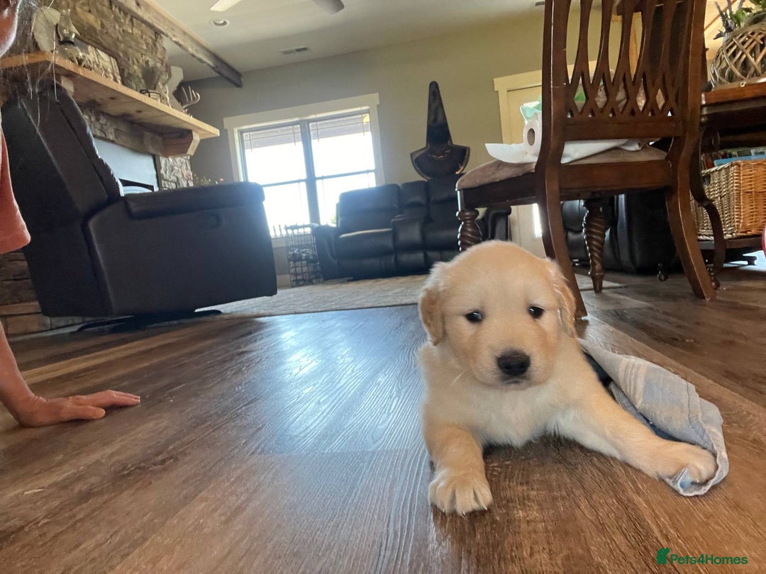 Golden Retriever dogs for sale: Expecting golden retriever puppies - Image 7