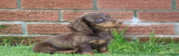Dachshund dogs for sale: MINIATURE DACHSHUND PUPPIES FOR SALE - Advert 33