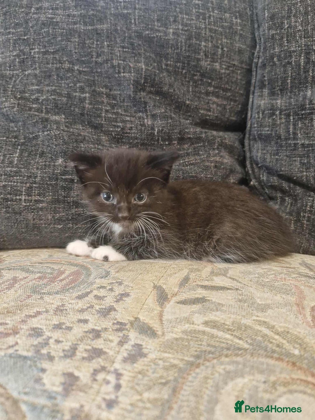 Maine Coon cats for sale: Maine Coon Kittens X - Image 3