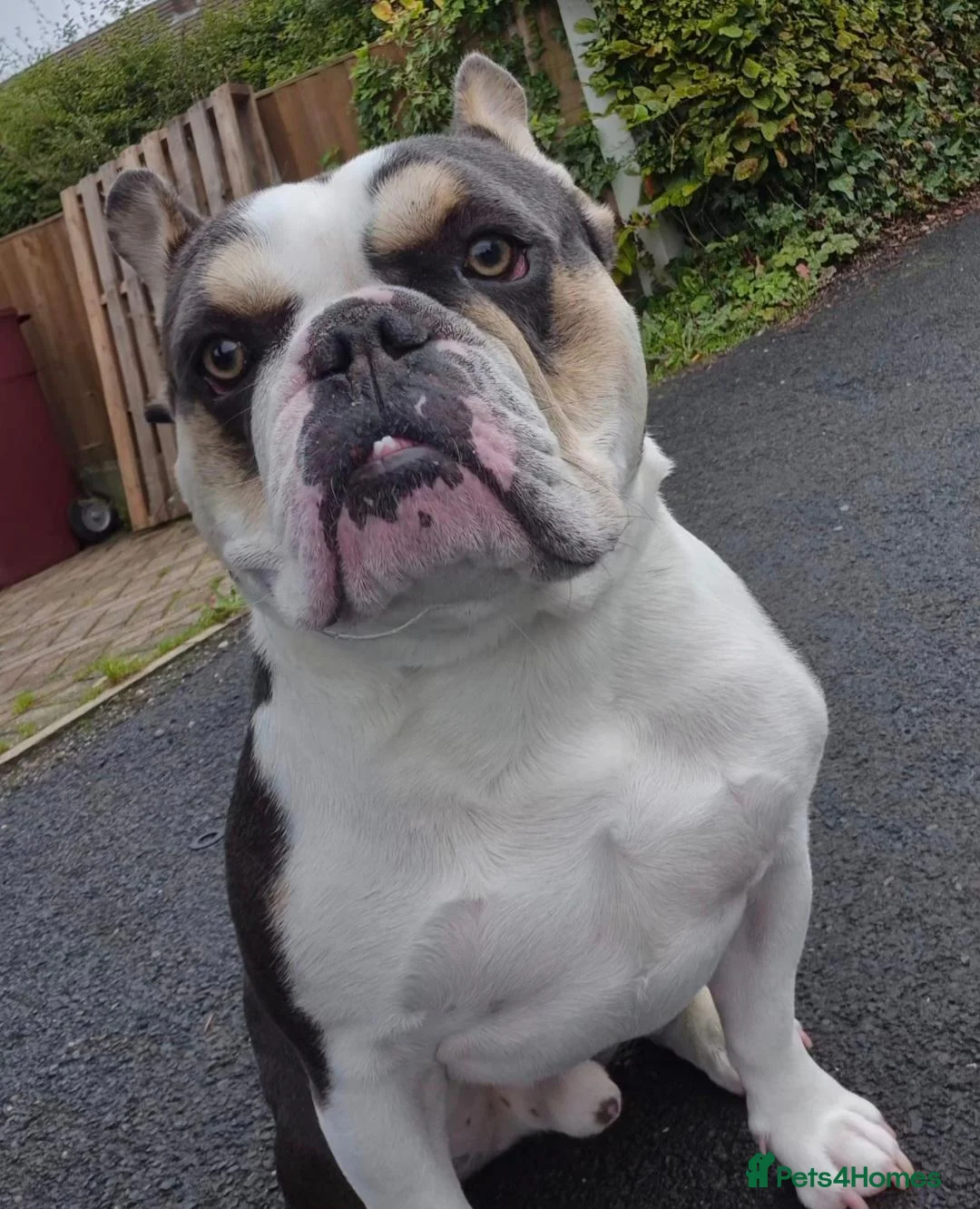 Mixed Breed dogs for sale: Olde English Bulldogge Cross - Advert 2