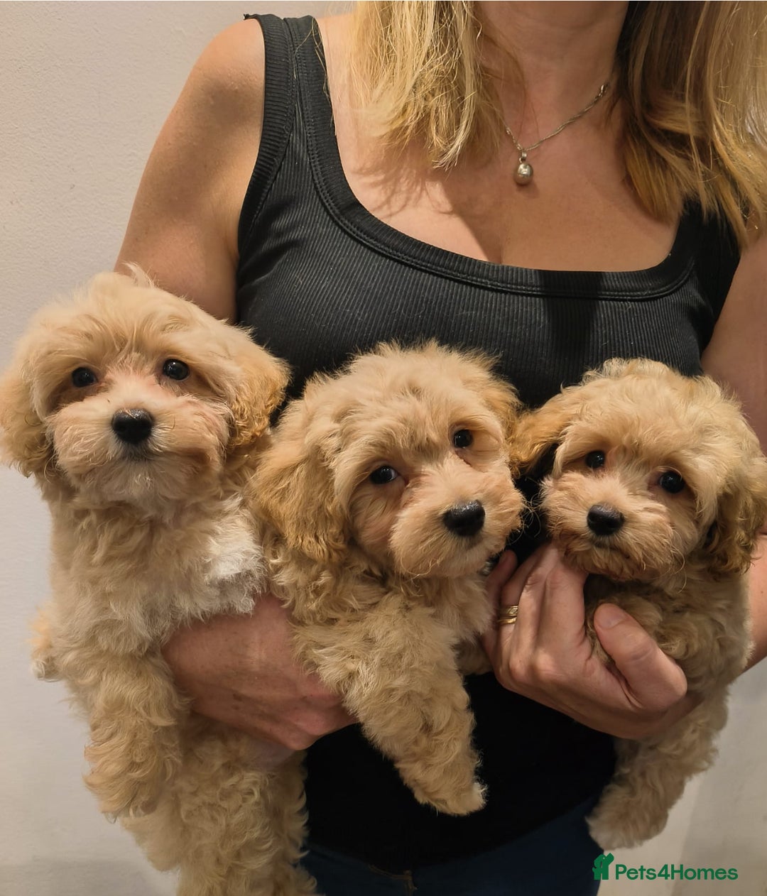 Maltipoo dogs for sale: Tiny maltipoo puppies - Image 14