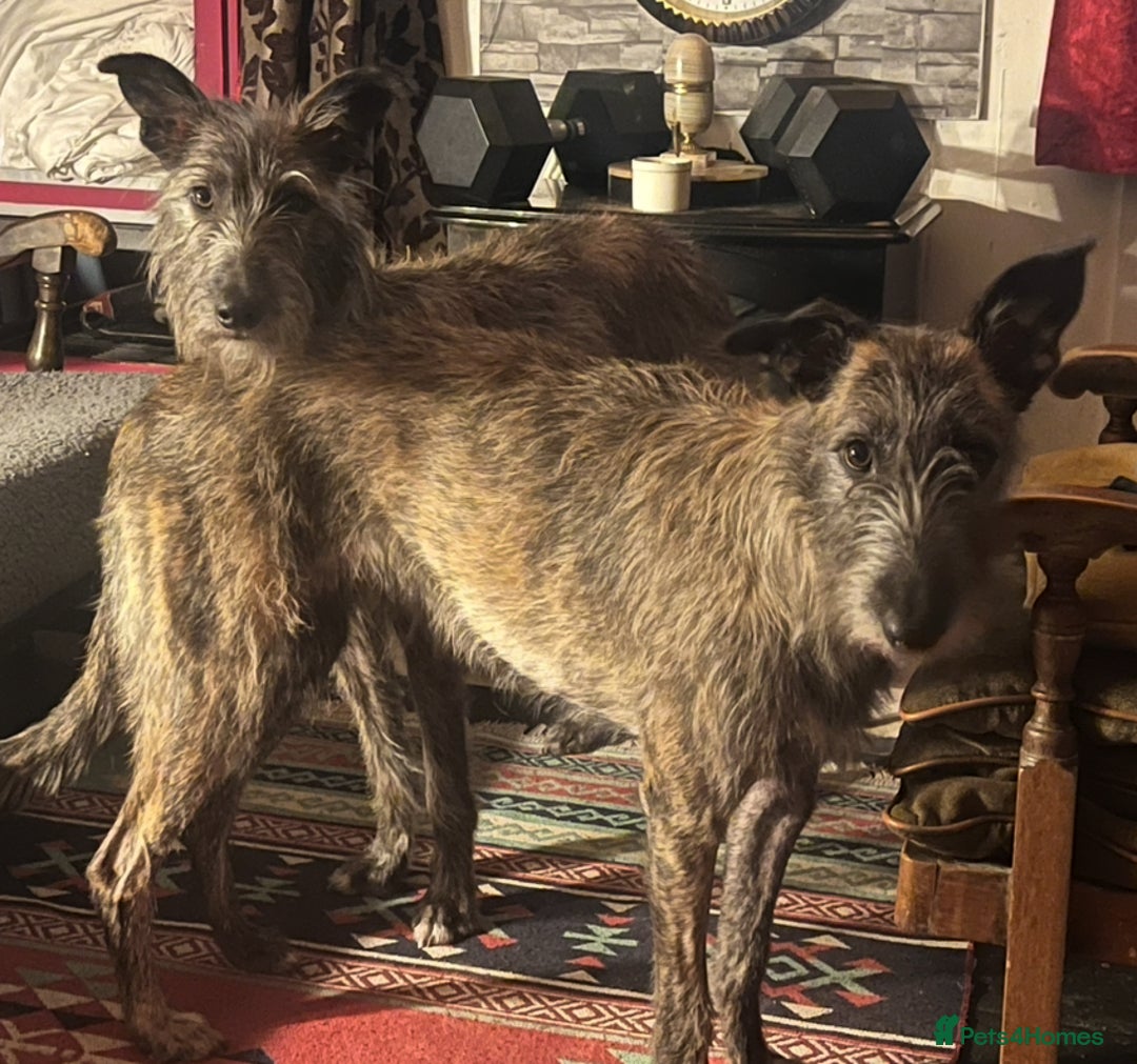 Mixed Breed dogs for sale: Lurcher Siblings - Image 4
