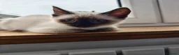 Siamese cats for sale: 🩷 REDUCED TO £450 last GIRL AVAILABLE 🌸🌸🌸 - Advert 3