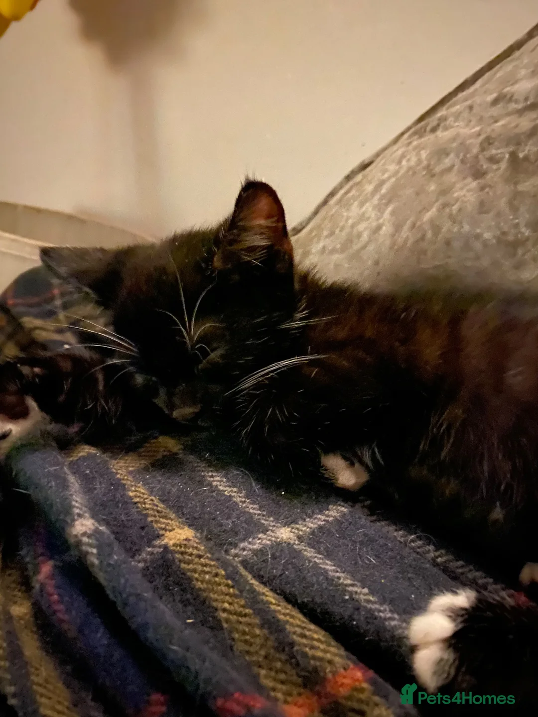 Mixed Breed cats for sale: Kittens - Advert 1