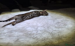 Bengal cats for sale:  1 stunning male bengal kitten (reduced price) - Image 24