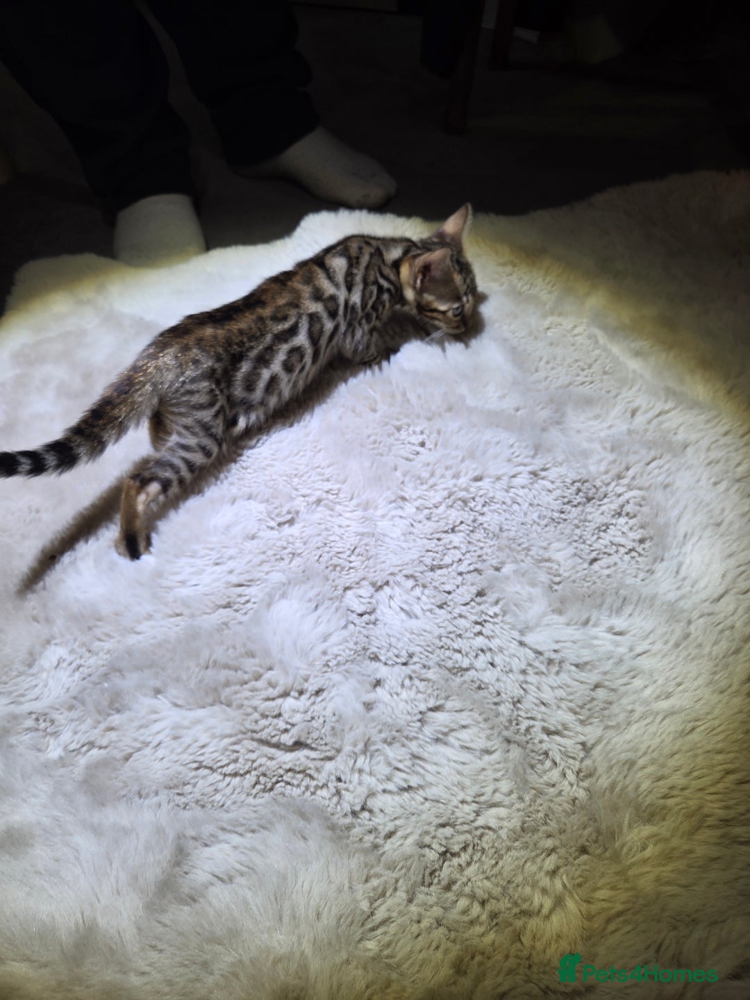 Bengal cats for sale:  1 stunning male bengal kitten (reduced price) - Image 24