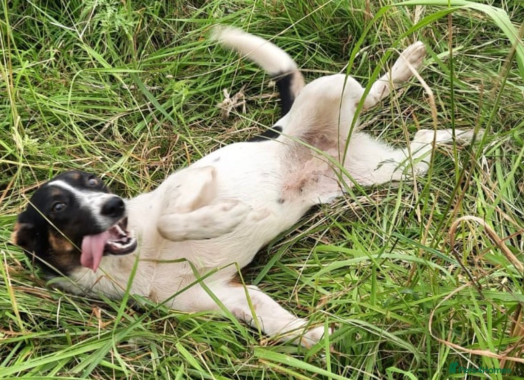 Foxhound dogs for adoption: Josie – Saved in the Final Hour - Image 6