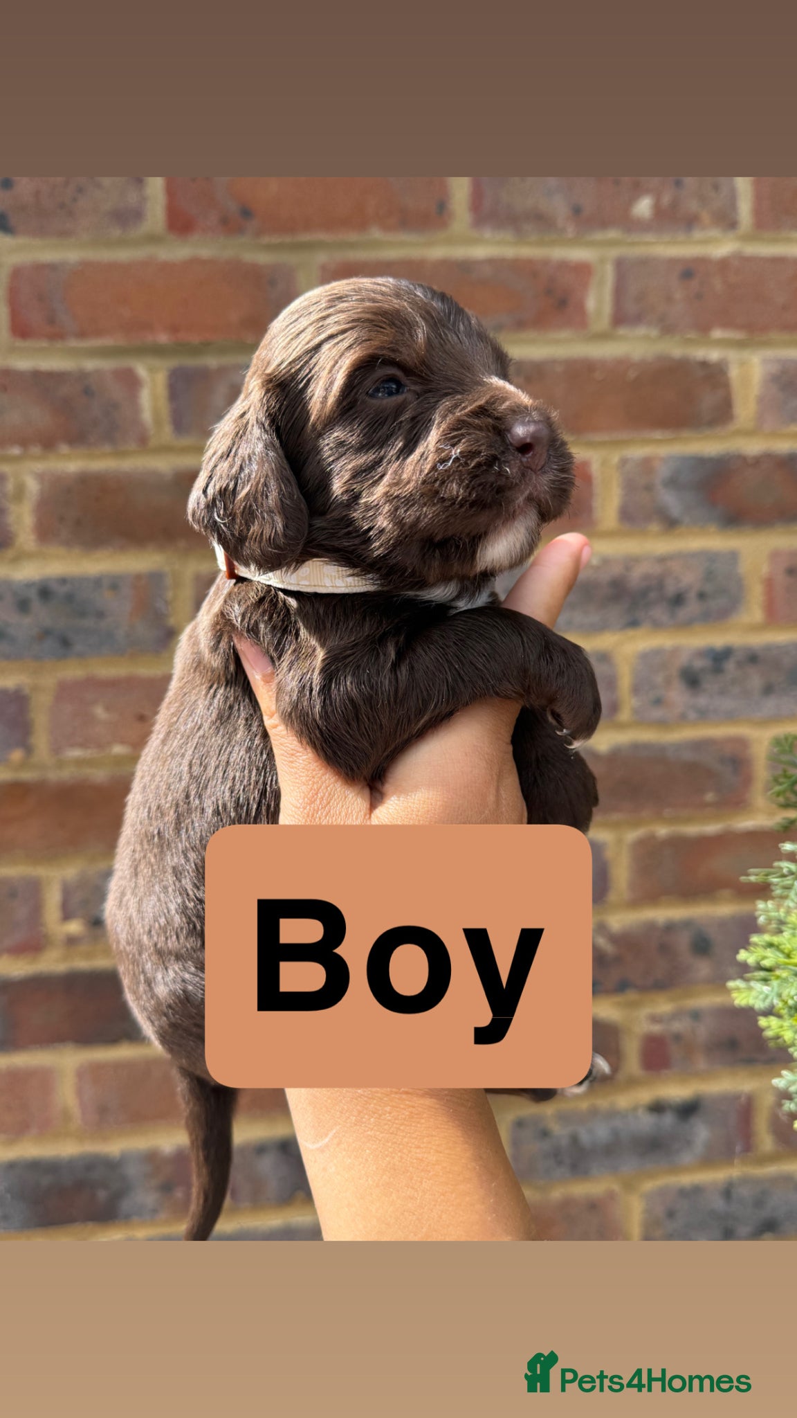 Sprocker dogs for sale: 6 beautiful sprocker - Advert 5