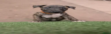 English Bull Terrier 4