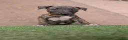 English Bull Terrier dogs for sale: Working and Sporting English Bull Terriers  - Advert 16