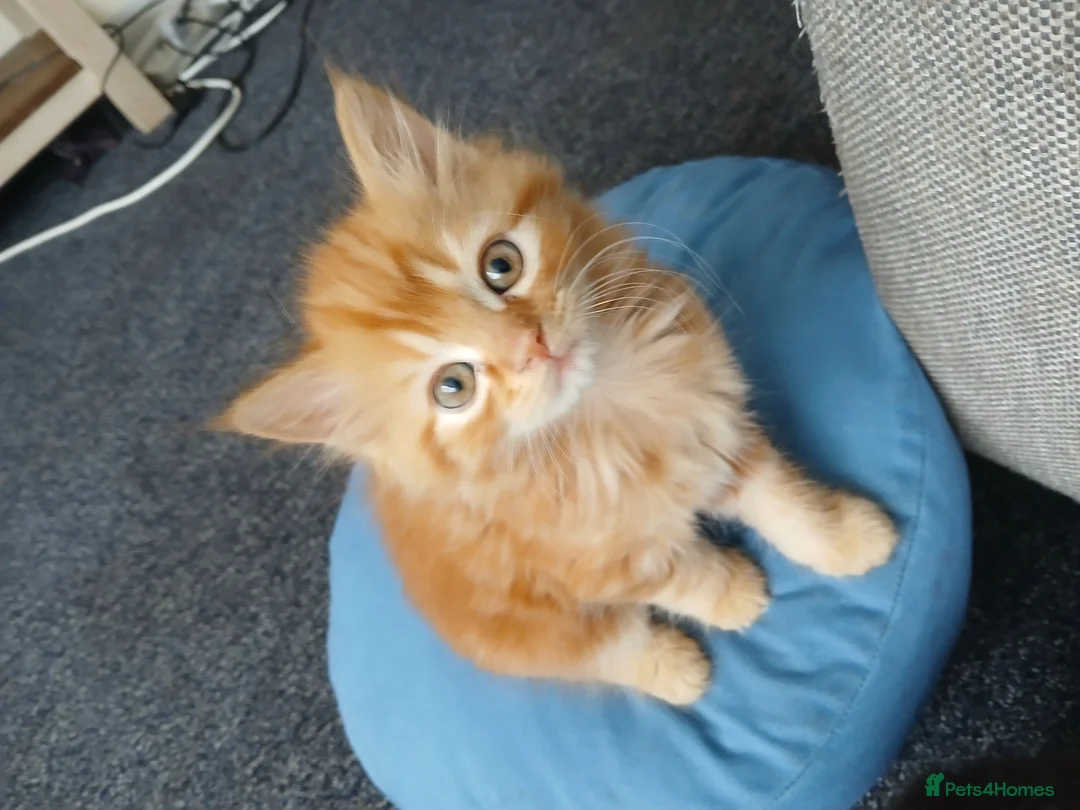 Himalayan cats for sale: Beautiful kittens  - Advert 1