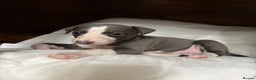 Whippet dogs for sale: Blue whippet pups for sale  - Advert 10