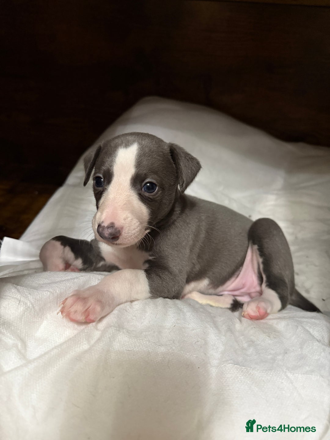 Whippet dogs for sale: Blue whippet pups for sale  - Advert 10