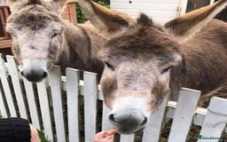 Other Breed horses for sale: 2 Bonded Gelding Donkeys - Image 1