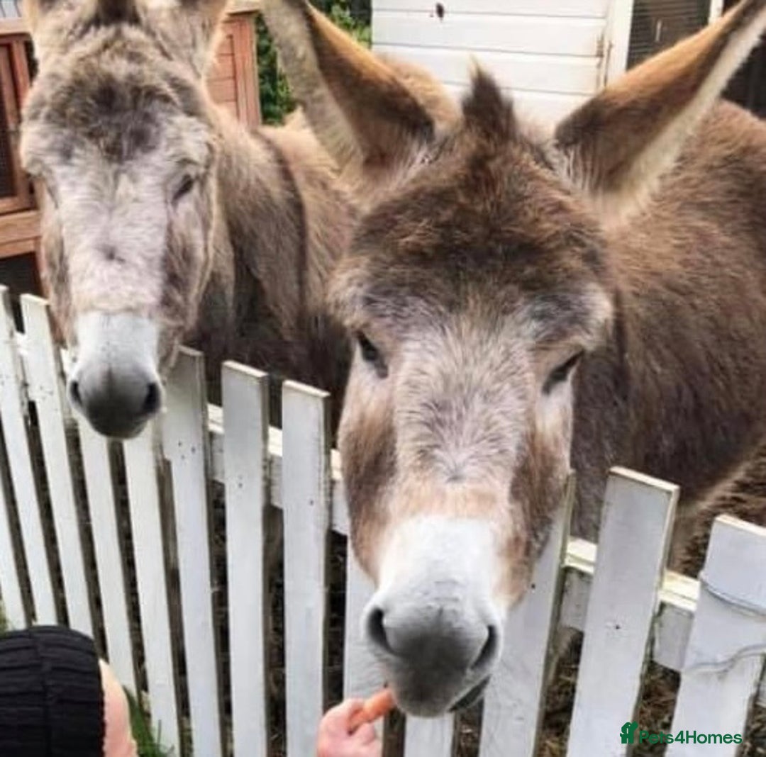 Other Breed horses for sale: 2 Bonded Gelding Donkeys - Image 1