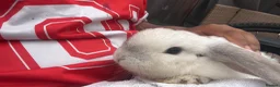 Mixed Breed rodents for sale: Mini lop in Tipton - Advert 8