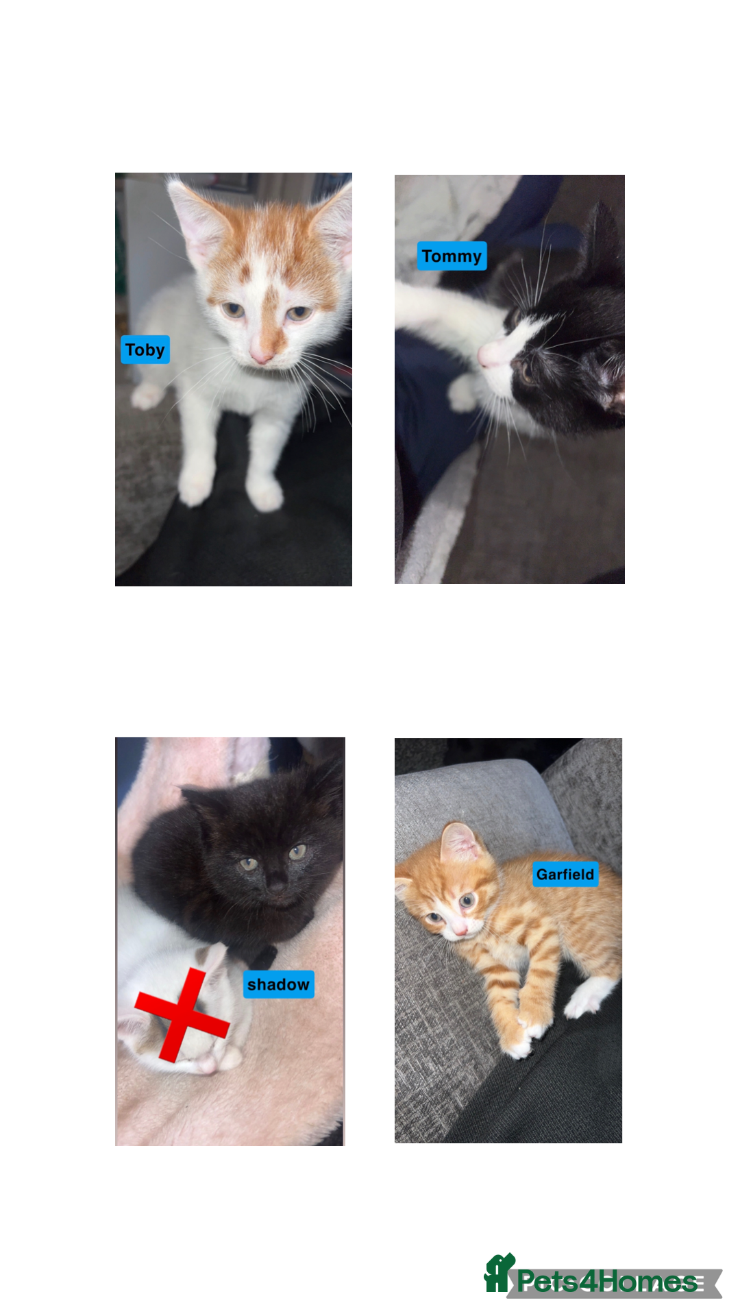 Mixed Breed cats male kittens - Advert 2