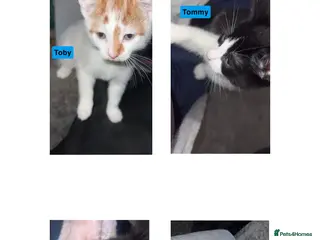 Mixed Breed cats male kittens - Advert 2