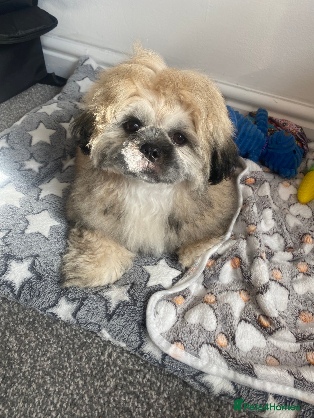 Shih Tzu dogs for sale: 6 month old shih tzu male  - Image 3