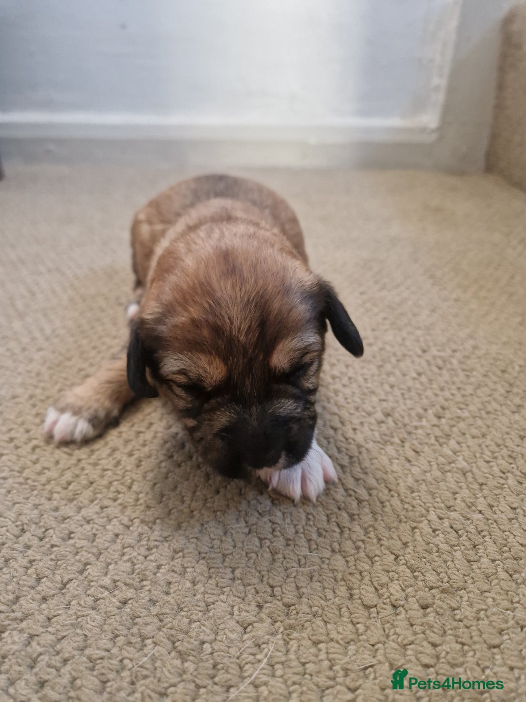 Mixed Breed dogs for sale: Pups for new homes - Advert 9