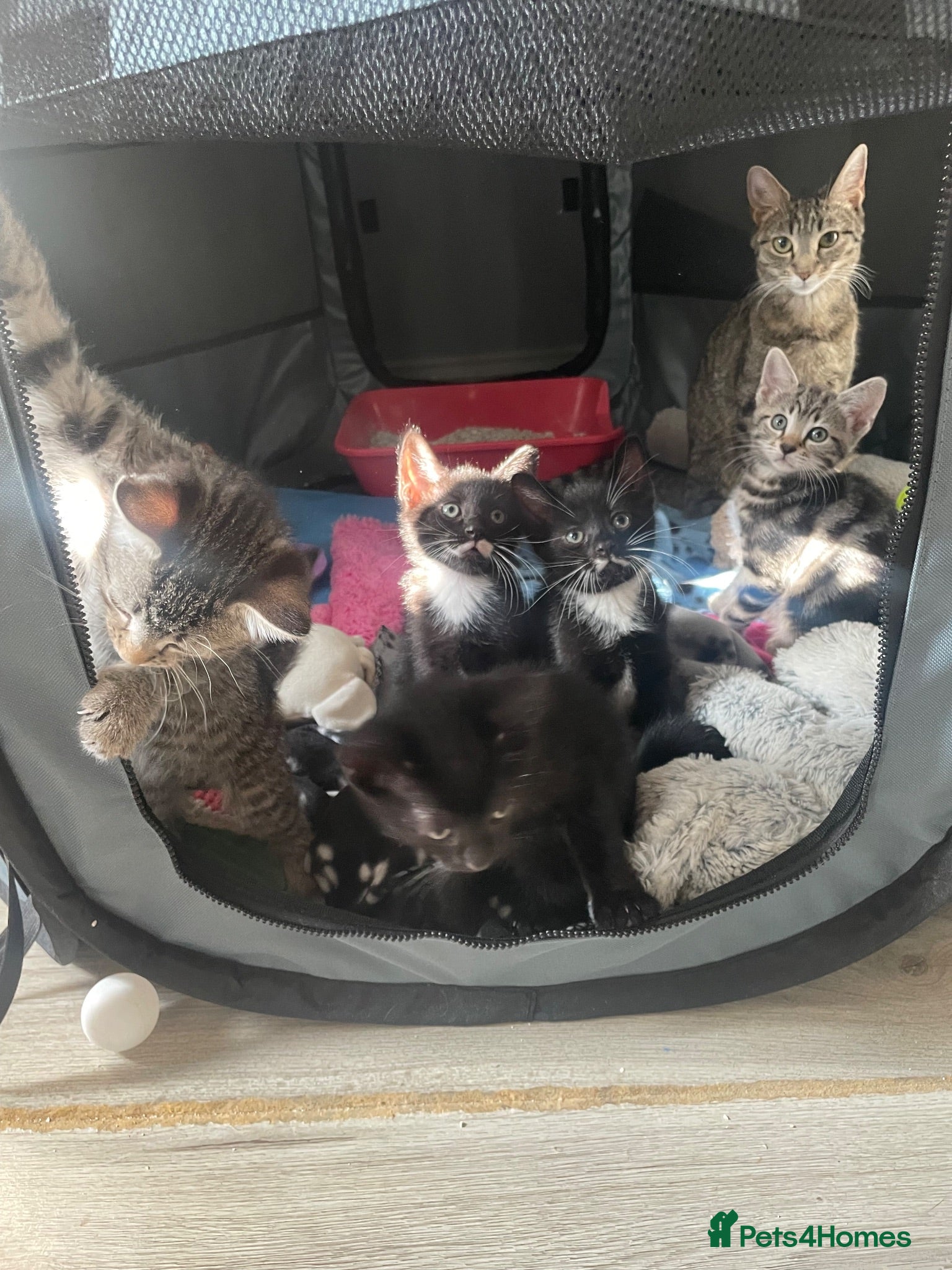 Mixed Breed cats 3 Kittens looking for forever homes❤️ - Advert 2